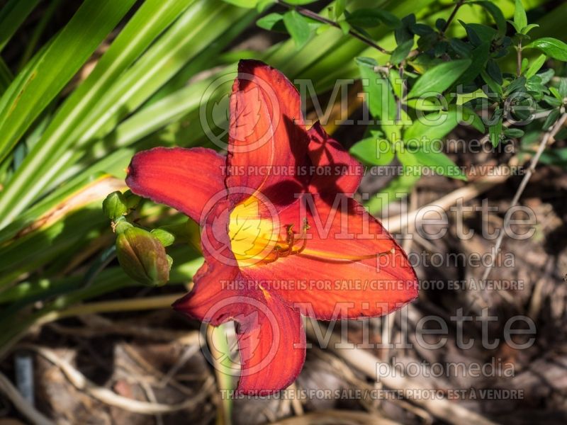 Hemerocallis Chicago Apache (Daylily) 4 