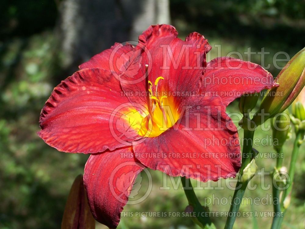 Hemerocallis Chicago Apache (Daylily) 5 