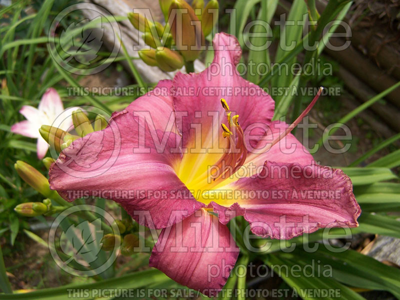 Hemerocallis Chicago Arnie's Choice (Daylily) 1 