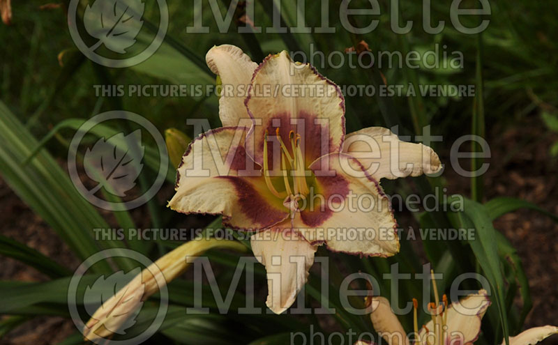 Hemerocallis Chicago Picotee Memories (Daylily) 1 