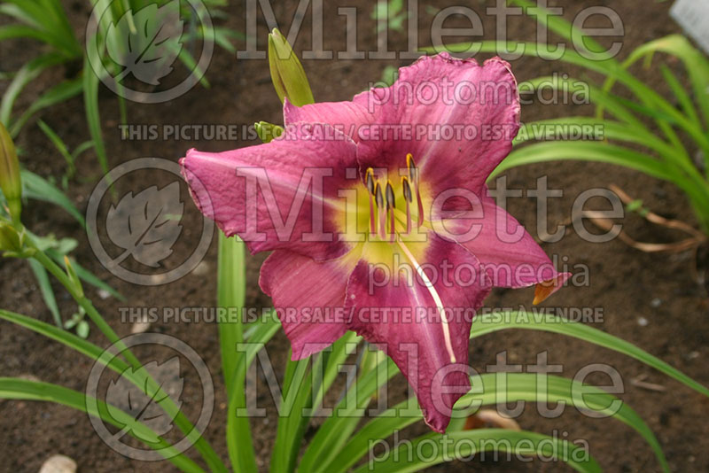 Hemerocallis Chicago Queen (Daylily) 1