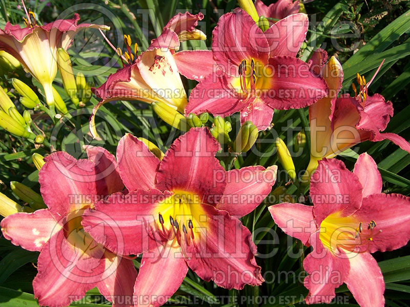 Hemerocallis Chicago Raspberry (Daylily) 1