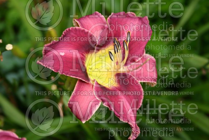 Hemerocallis Chicago Silver (Daylily)  1