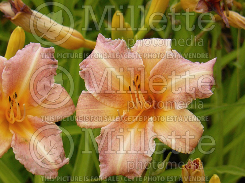 Hemerocallis Children's Festival (Daylily) 1 