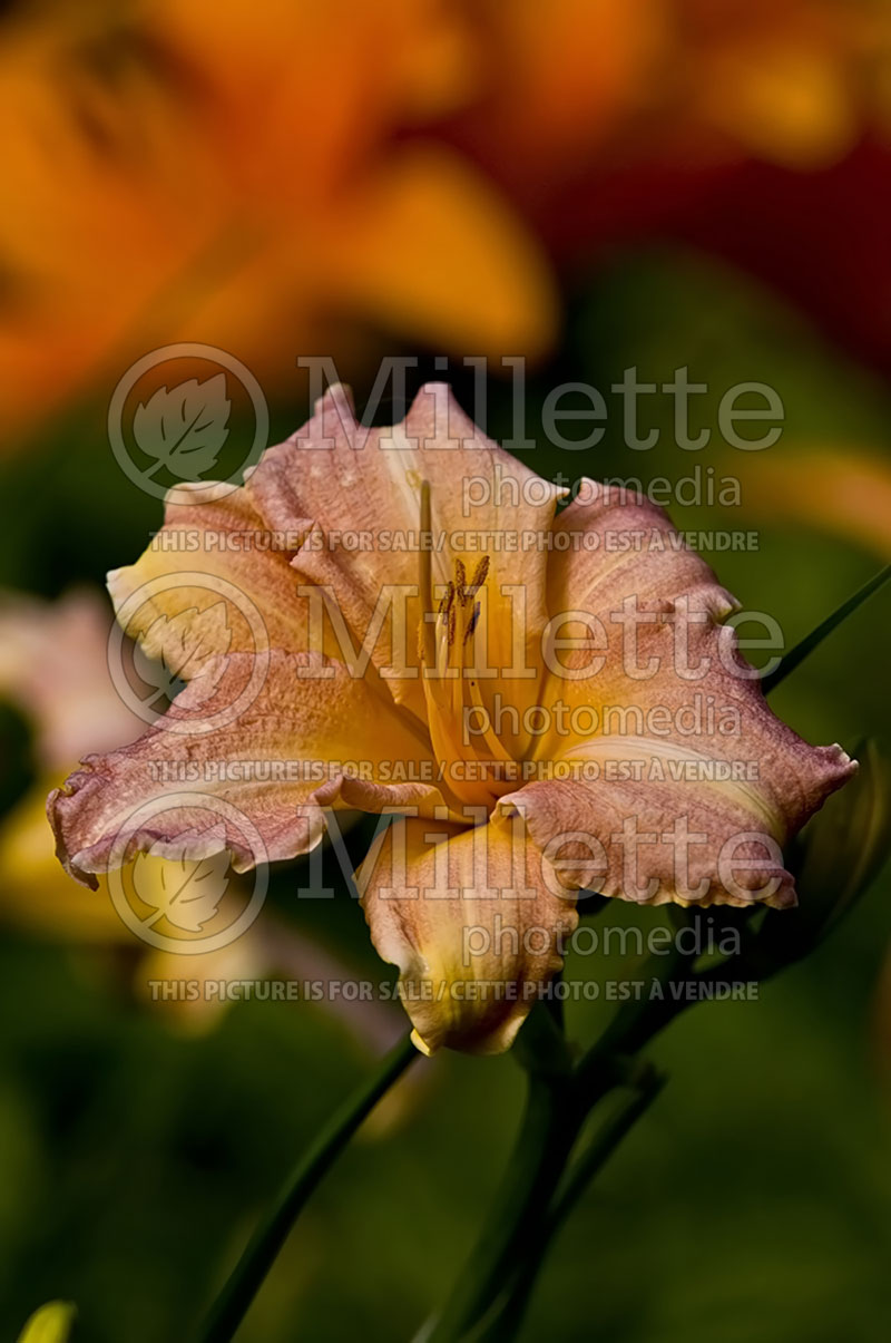 Hemerocallis Children's Festival (Daylily) 4 