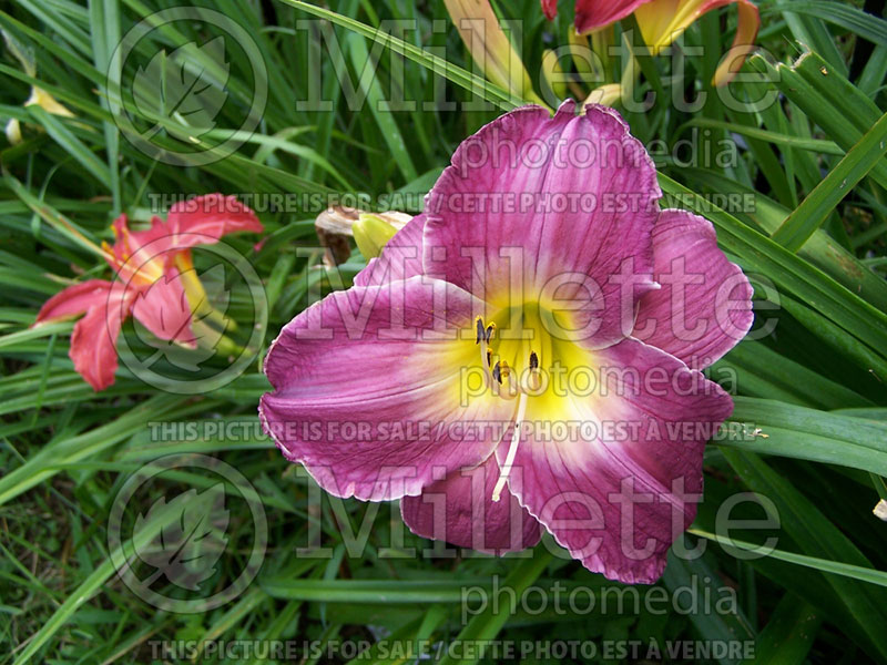 Hemerocallis China Lake (Daylily) 1 