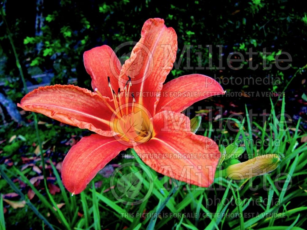 Hemerocallis Christmas Ribbons (Daylily) 2