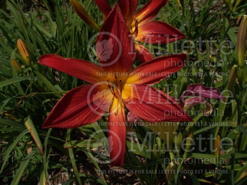 Hemerocallis Christmas Ribbons (Daylily) 5