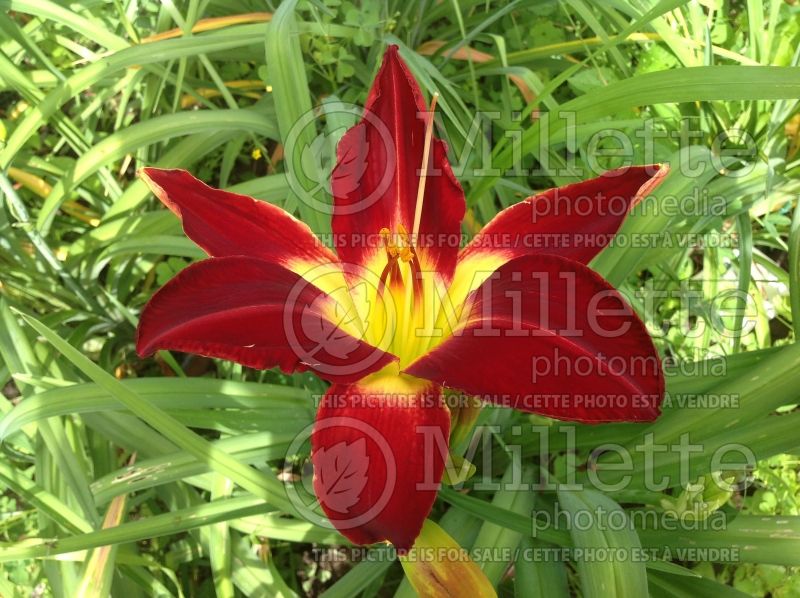 Hemerocallis Christmas Ribbons (Daylily) 3