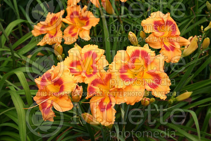 Hemerocallis Cinnamon Sunrise (Daylily) 1 