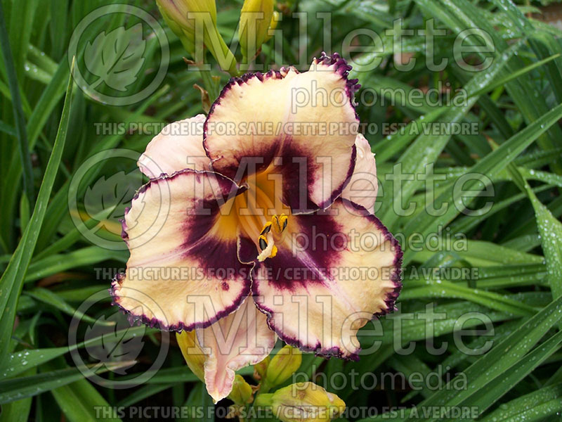 Hemerocallis Cobalt Dawn (Daylily) 1 