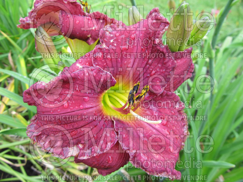 Hemerocallis Cottage Cove (Daylily) 1 