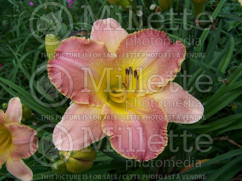 Hemerocallis Country Melody (Daylily) 1