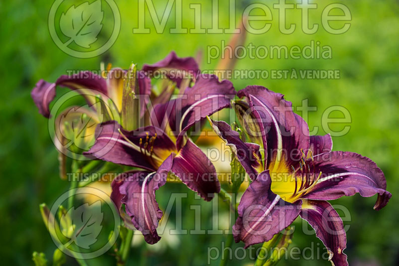 Hemerocallis Creature of the Night (Daylily) 1 