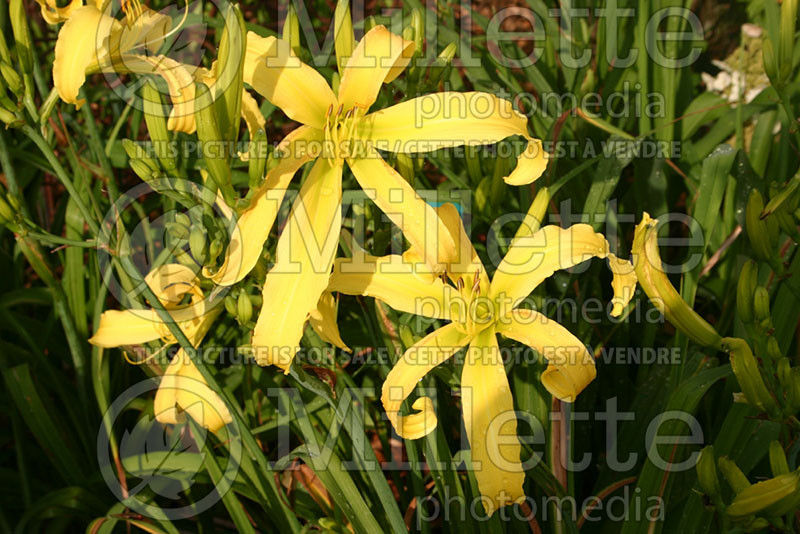 Hemerocallis Curly Cinnamon Windmill (Daylily) 1 