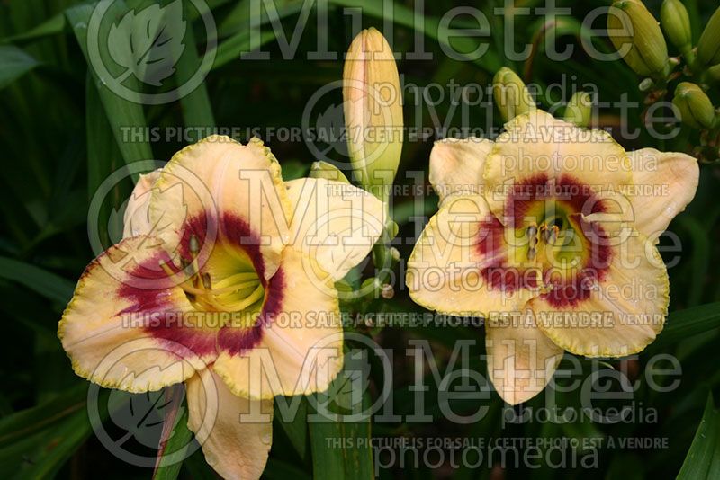 Hemerocallis Custard Candy (Daylily)  1