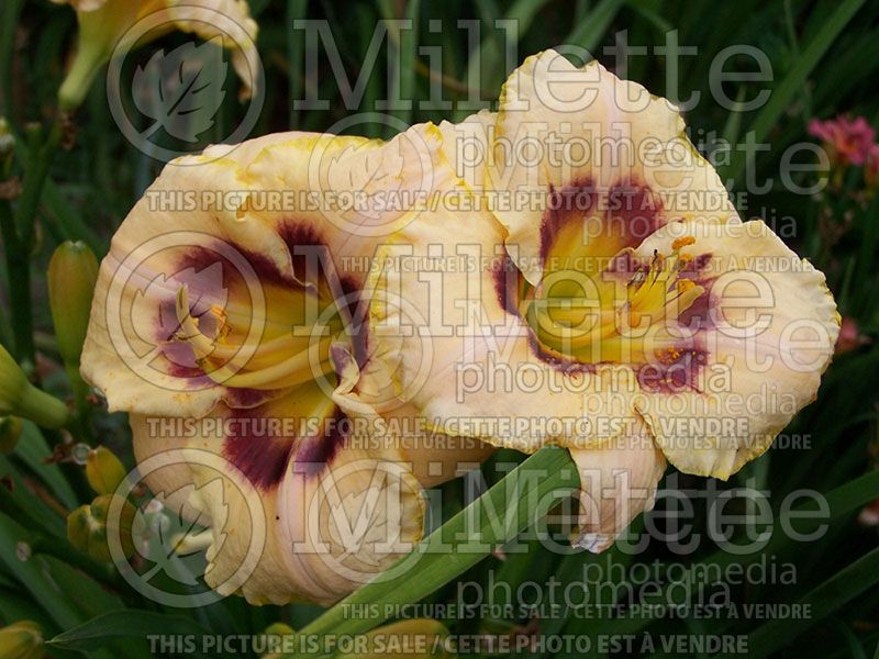 Hemerocallis Custard Candy (Daylily) 3