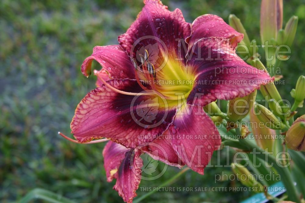 Hemerocallis Dandy Dave (Daylily) 1