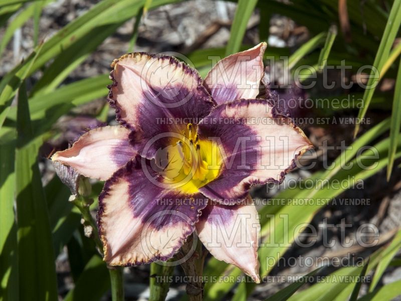 Hemerocallis Daring Deception (Daylily) 3 