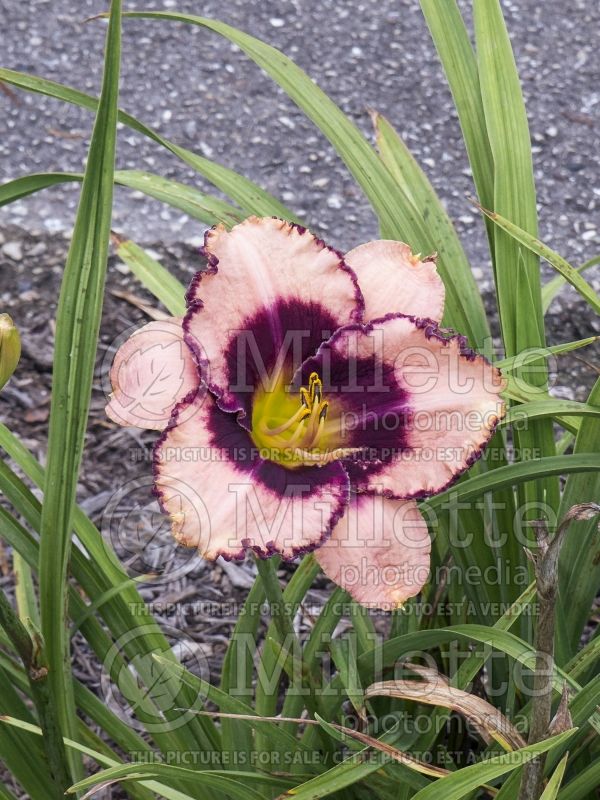 Hemerocallis Daring Deception (Daylily) 4 