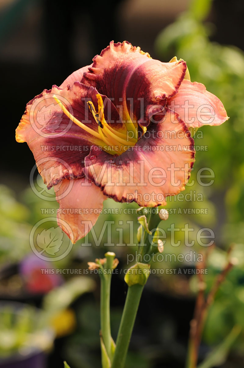 Hemerocallis Daring Deception (Daylily) 1 