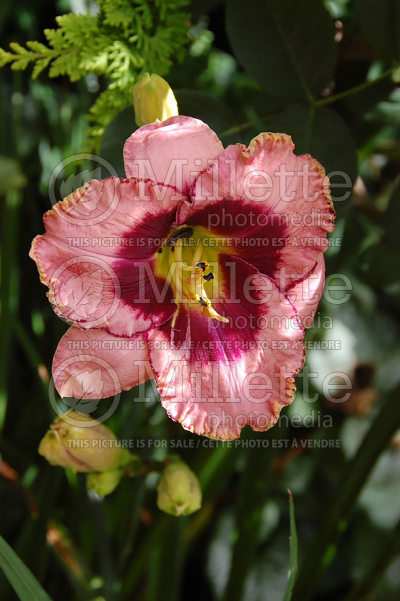 Hemerocallis Daring Deception (Daylily) 2 