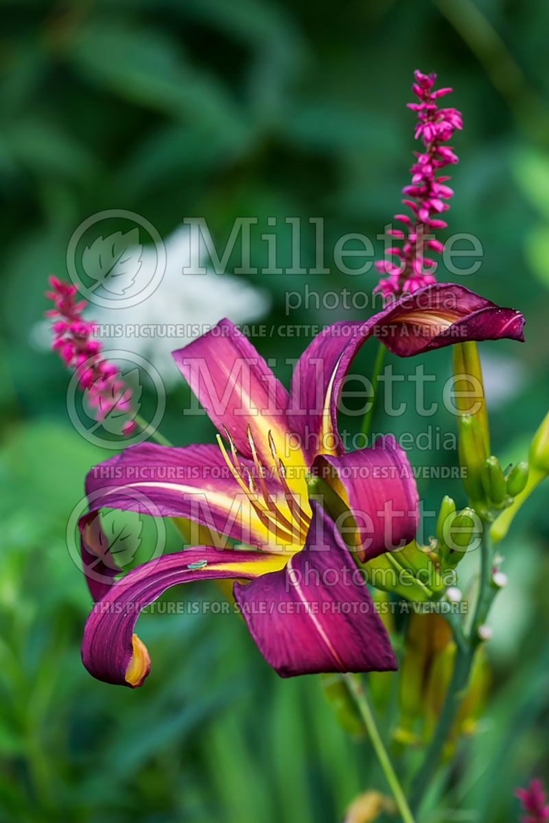 Hemerocallis Dark Star (Daylily) 1 