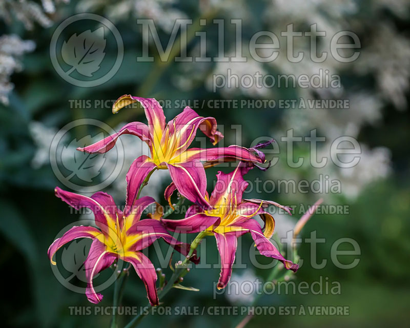 Hemerocallis Dark Star (Daylily) 2 