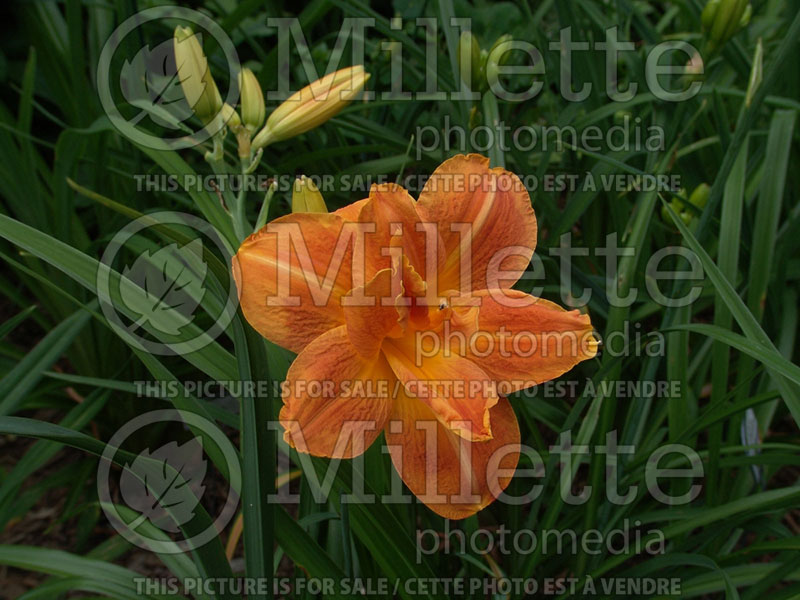 Hemerocallis Decatur Double Doozy (Daylily) 1 