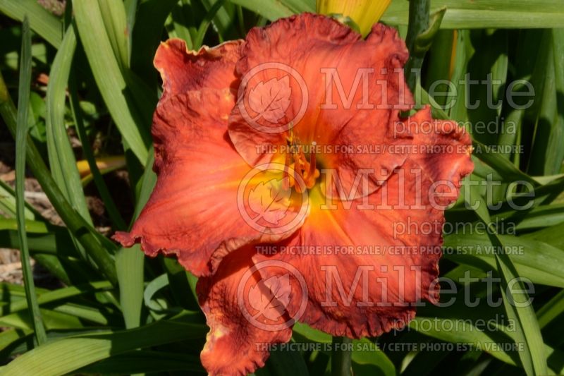 Hemerocallis Desert Flame (Daylily) 1 