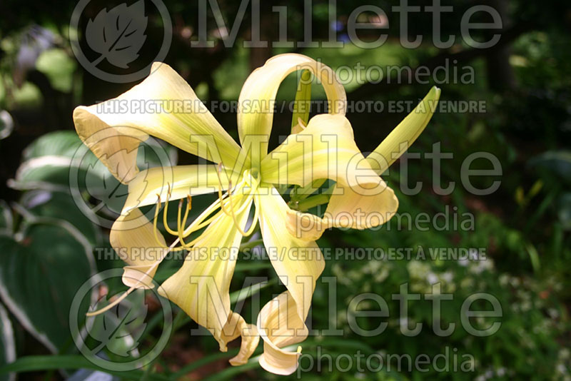 Hemerocallis Desert Icicle (Daylily) 1