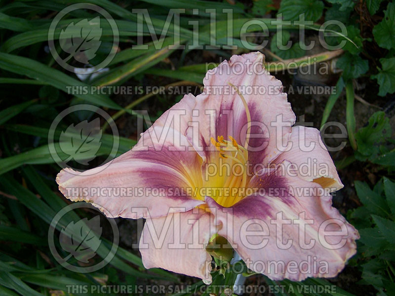 Hemerocallis Designer Gown (Daylily) 1