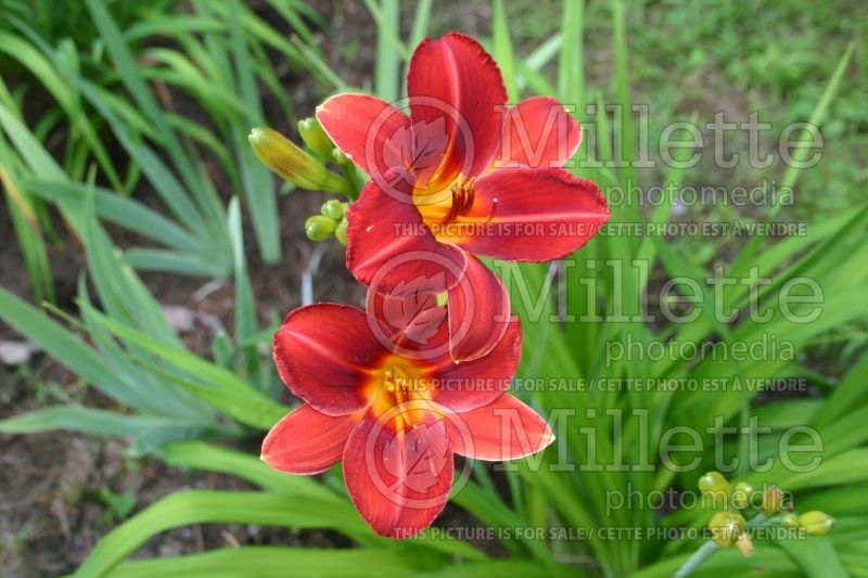 Hemerocallis Dewey Roquemore (Daylily) 1 