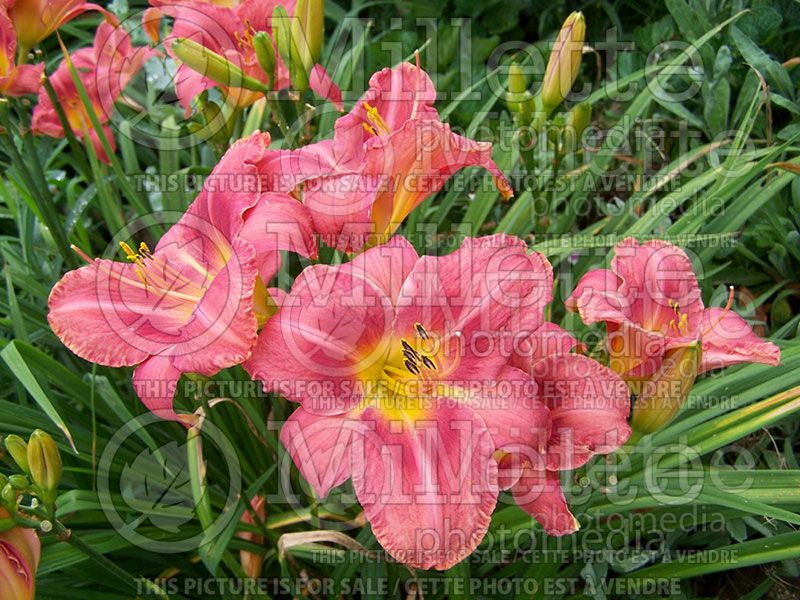 Hemerocallis Disco Rose (Daylily) 1