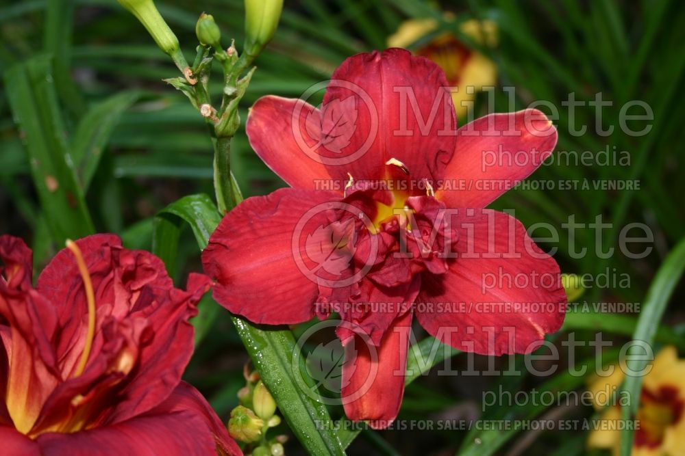 Hemerocallis Double Firecracker (Daylily) 1 