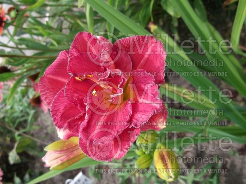 Hemerocallis Double Intrigue (Daylily) 1 