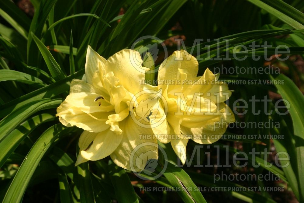 Hemerocallis Double Reward (Daylily) 1