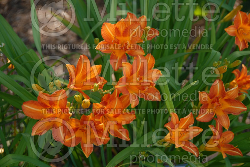 Hemerocallis Double Tulip (Daylily) 1 