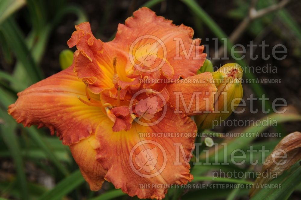 Hemerocallis Doublicious (Daylily) 1 