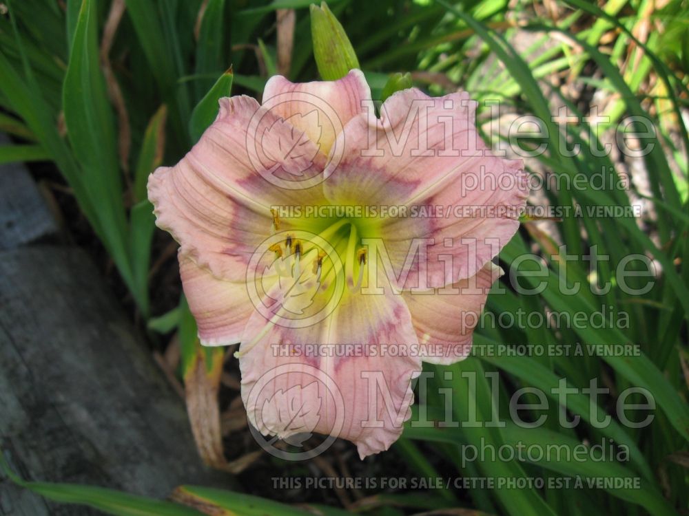 Hemerocallis Dragon Dreams (Daylily) 2 