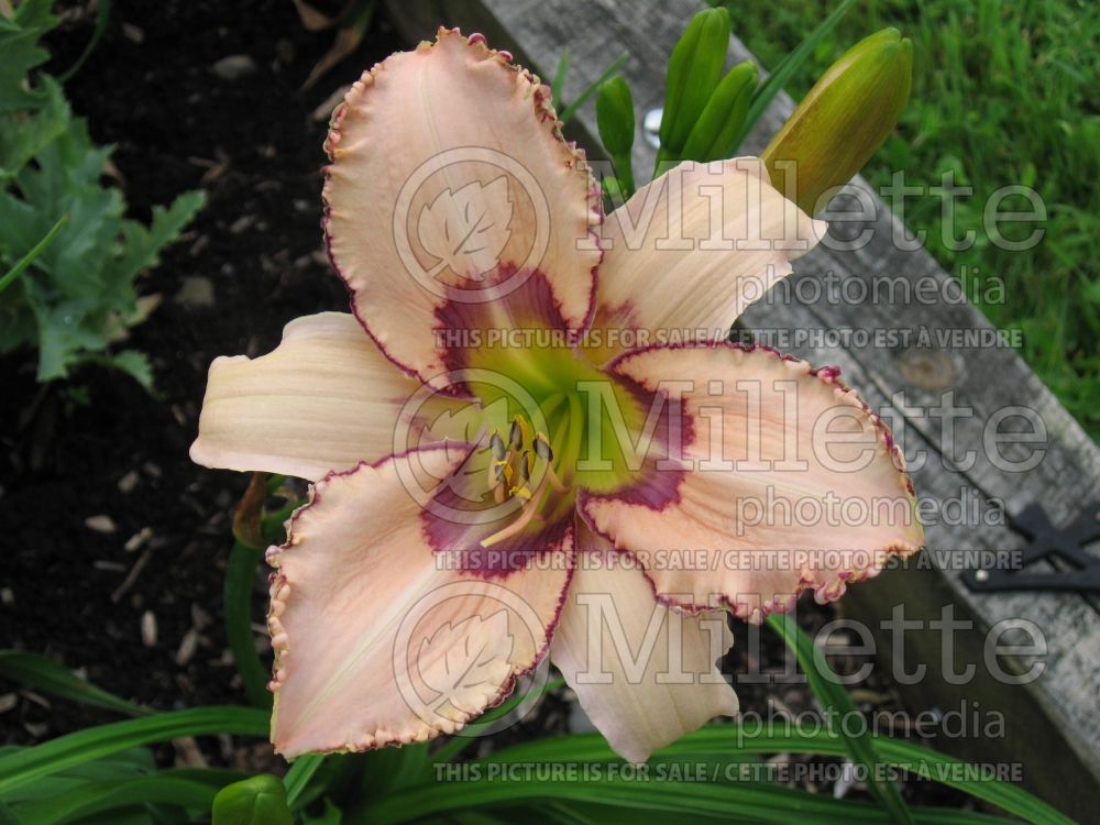 Hemerocallis Dragonfly Dreams (Daylily) 1 