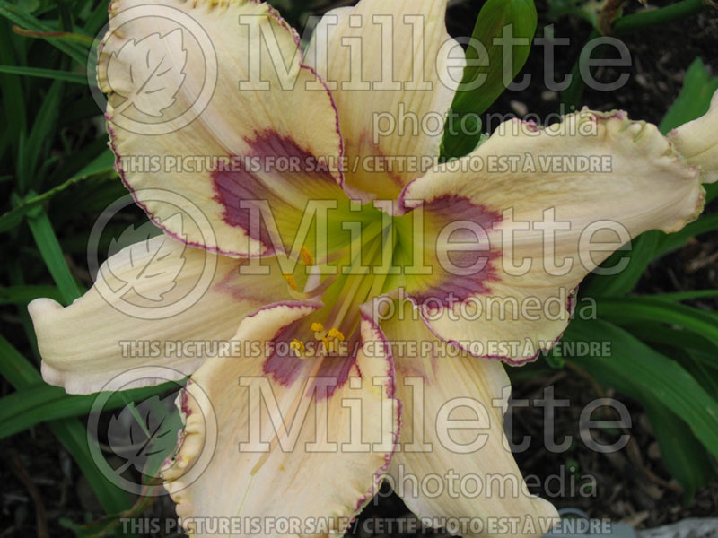 Hemerocallis Dragonfly Dreams (Daylily) 2 