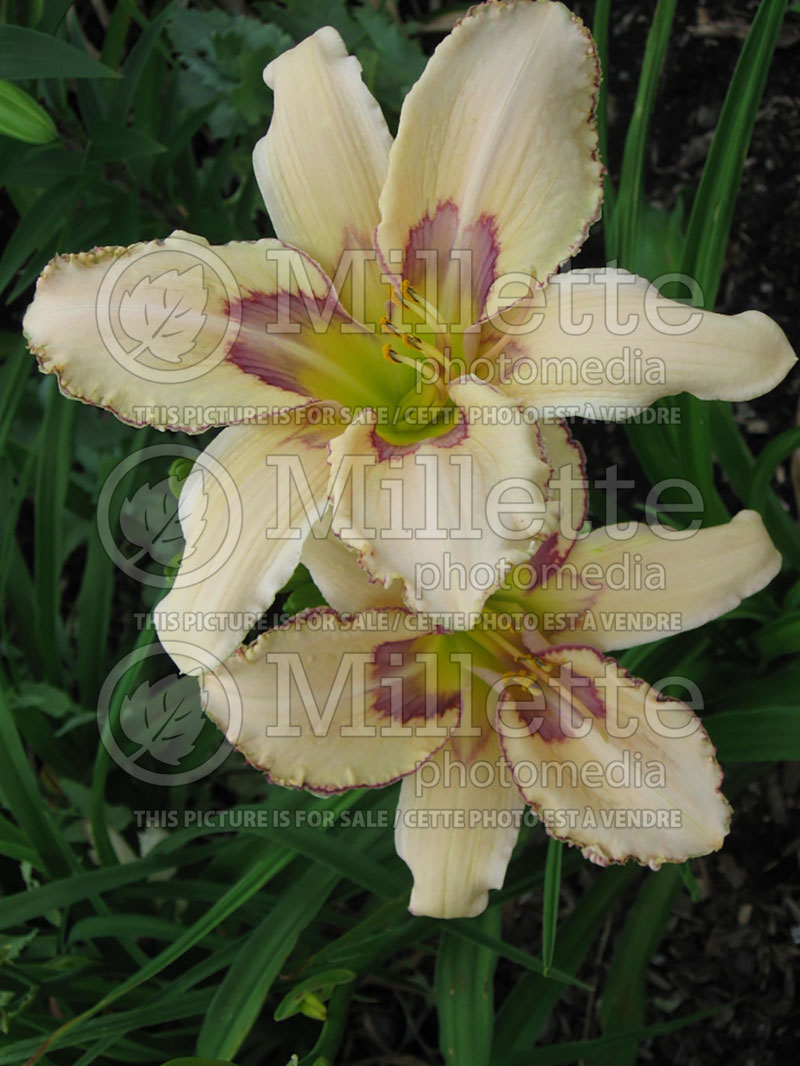 Hemerocallis Dragonfly Dreams (Daylily) 3 