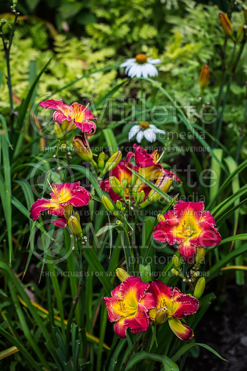 Hemerocallis Dragon Heart (Daylily) 1