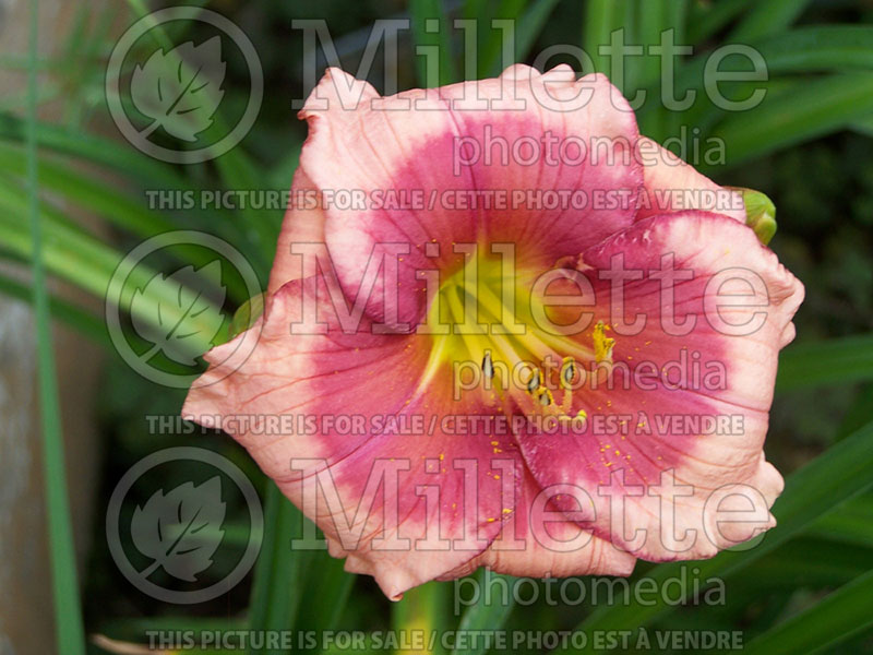 Hemerocallis Dragon's Eye (Daylily) 1