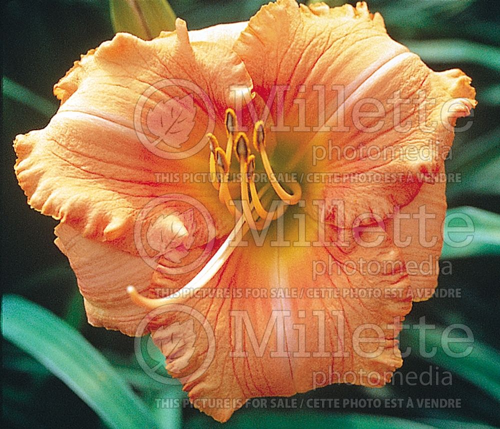 Hemerocallis Dream Icicle (Daylily) 1 