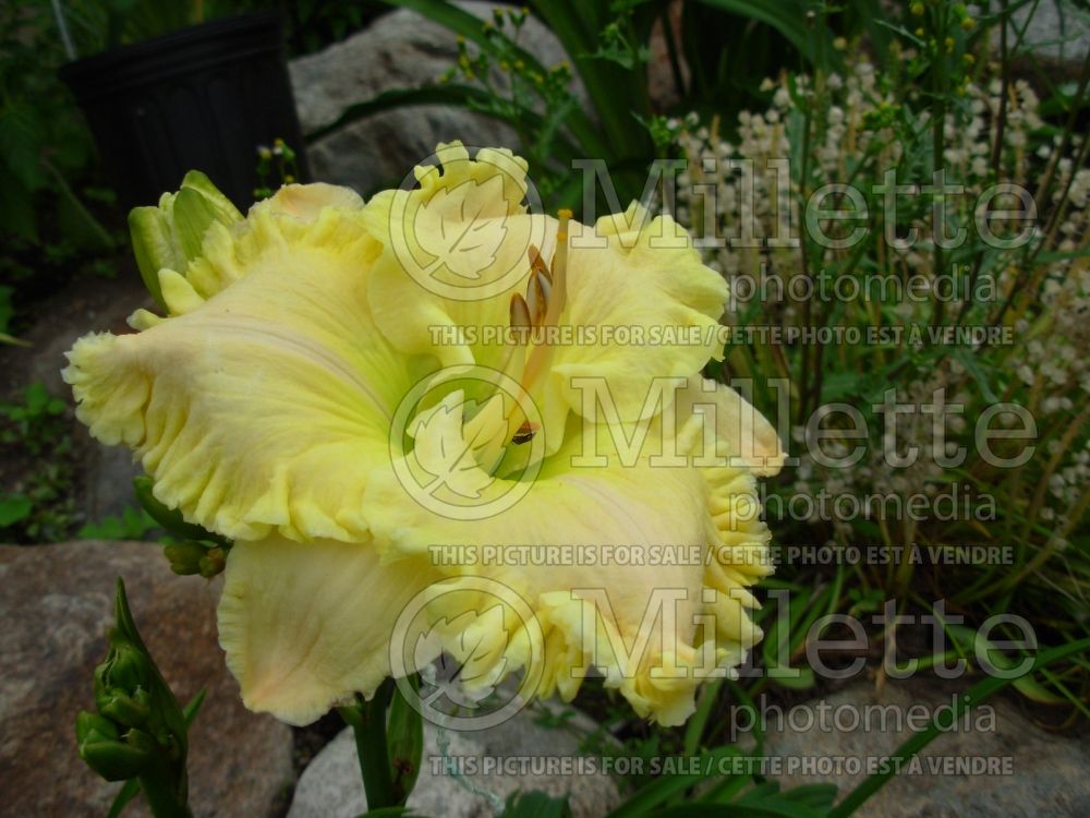 Hemerocallis Dream Runner (Daylily) 1