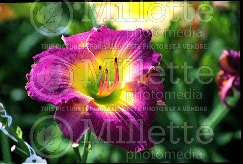 Hemerocallis Dream Shadows (Daylily) 1 