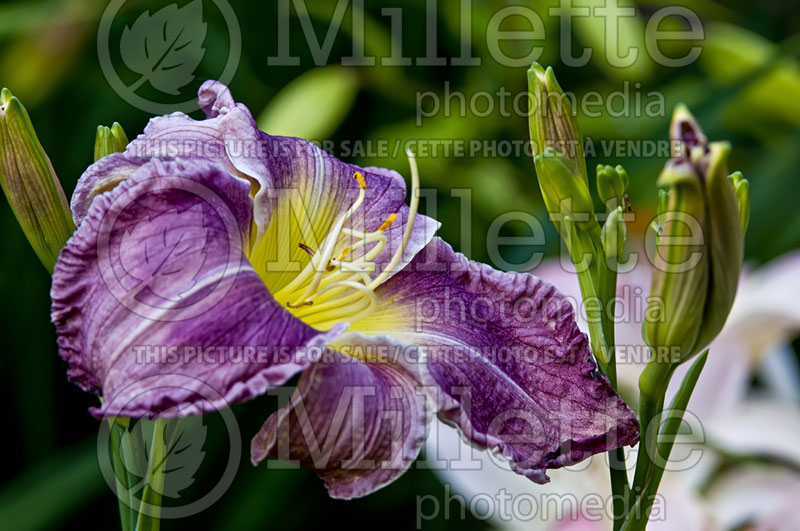 Hemerocallis Dreams Of Heaven (Daylily) 1 