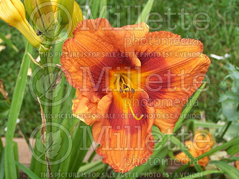 Hemerocallis Duke of Durham (Daylily) 1